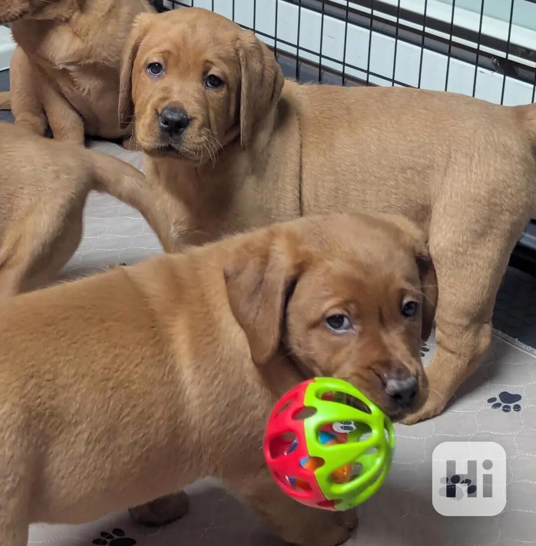 Prodám labradorského retrívra - foto 1