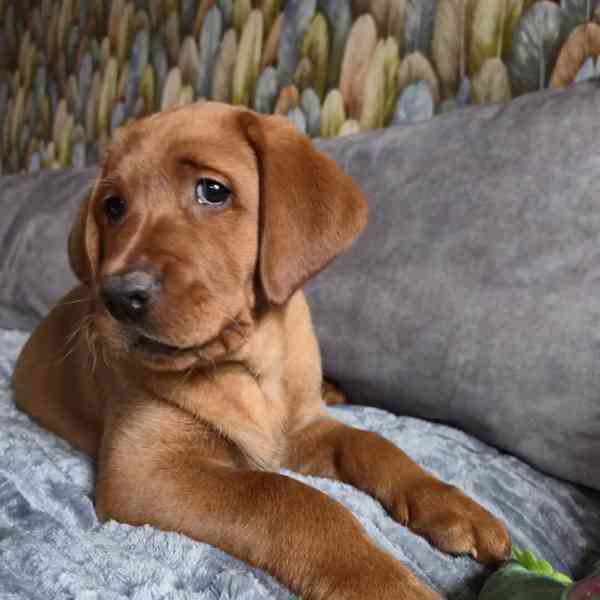 Prodám labradorského retrívra - foto 2