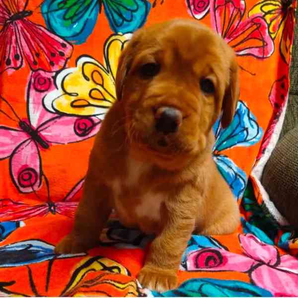 Prodám labradorského retrívra - foto 5