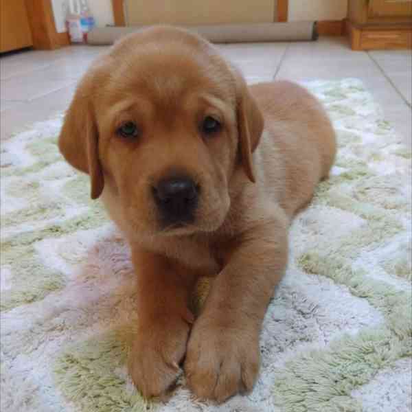 Prodám labradorského retrívra - foto 4