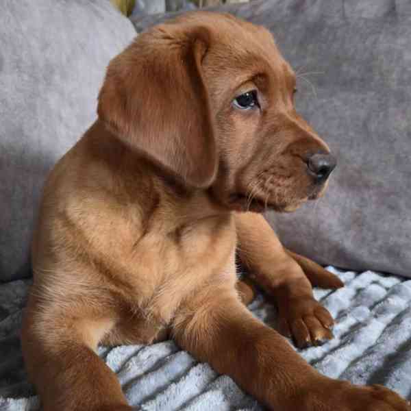 Prodám labradorského retrívra - foto 3