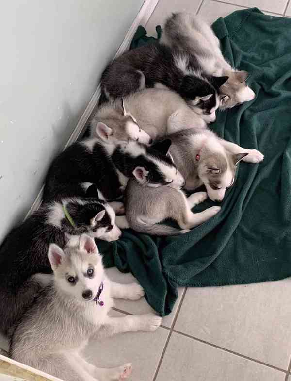 Sibiřský husky štěňata - foto 2