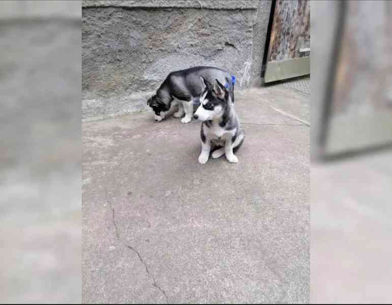 Sibiřský husky štěňata - foto 5