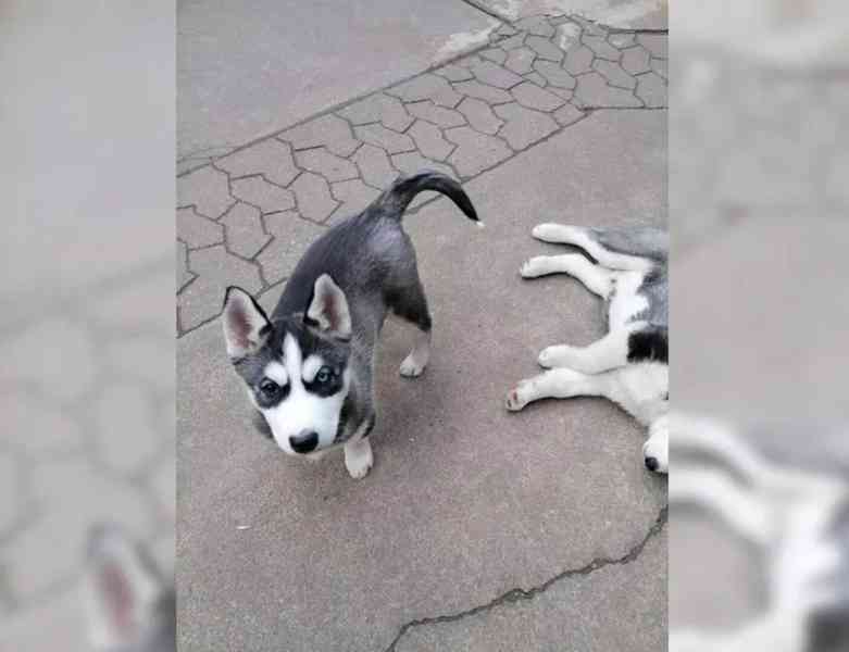Sibiřský husky štěňata - foto 3