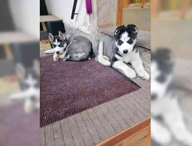 Sibiřský husky štěňata - foto 4