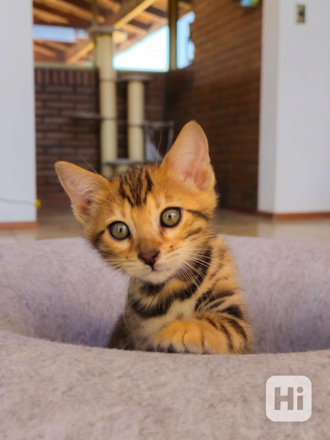 Krásné bengálské kotě k adopci v České republice 🐾 - foto 1