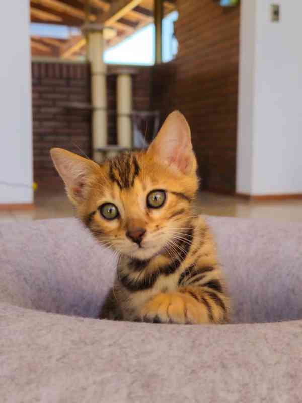 Krásné bengálské kotě k adopci v České republice 🐾