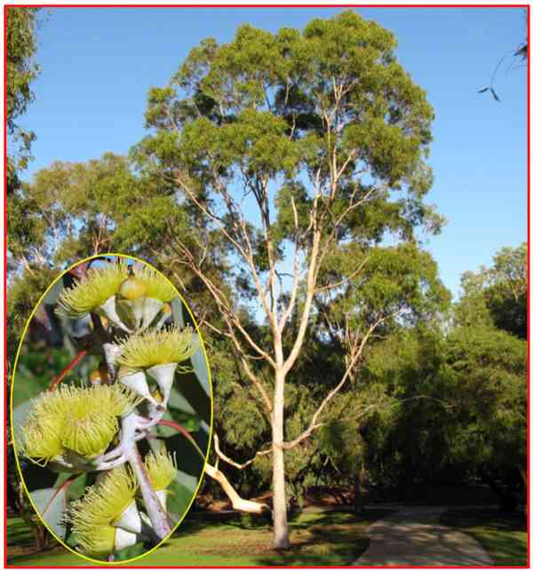 SAZENICE EUCALYPTUS CITRIODORA