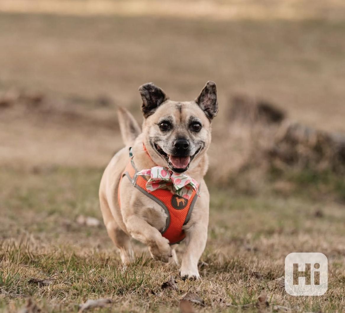 BELINKA - 10 kg, kastrovaná fenečka 11 let  - foto 1