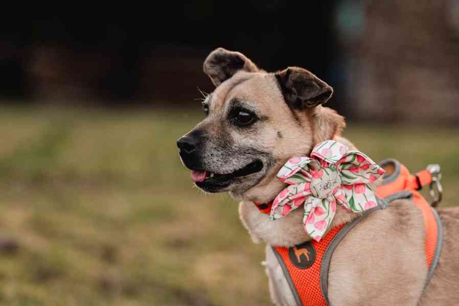 BELINKA - 10 kg, kastrovaná fenečka 11 let  - foto 8