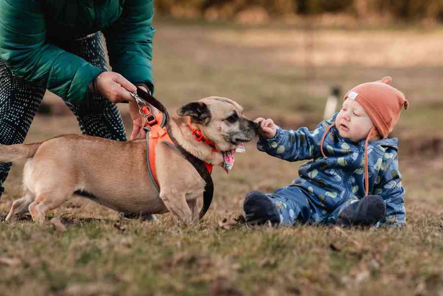 BELINKA - 10 kg, kastrovaná fenečka 11 let  - foto 7