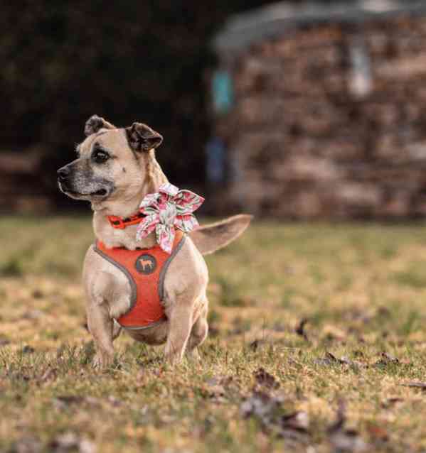 BELINKA - 10 kg, kastrovaná fenečka 11 let  - foto 2