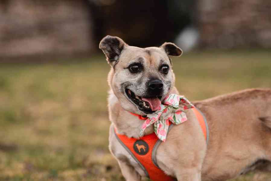 BELINKA - 10 kg, kastrovaná fenečka 11 let  - foto 6