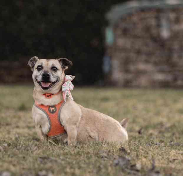 BELINKA - 10 kg, kastrovaná fenečka 11 let  - foto 3