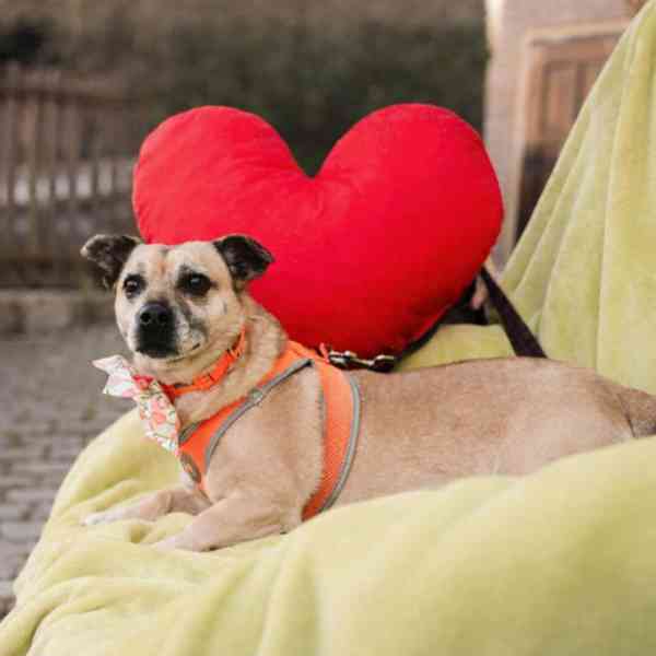 BELINKA - 10 kg, kastrovaná fenečka 11 let  - foto 4