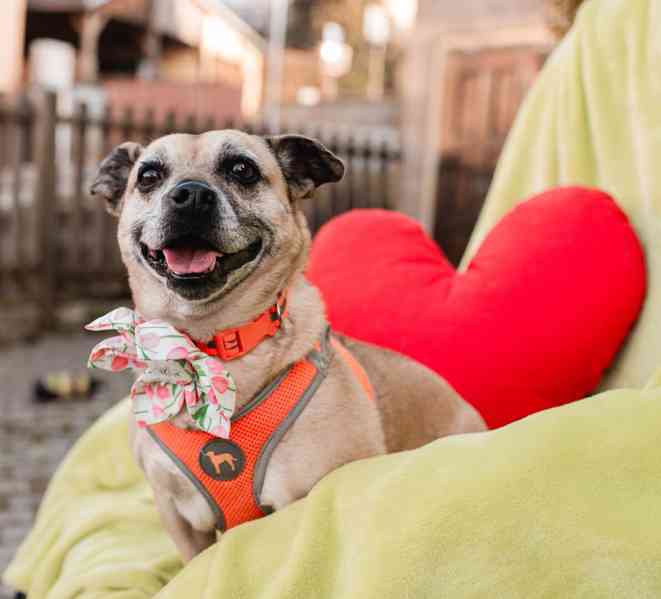 BELINKA - 10 kg, kastrovaná fenečka 11 let  - foto 9