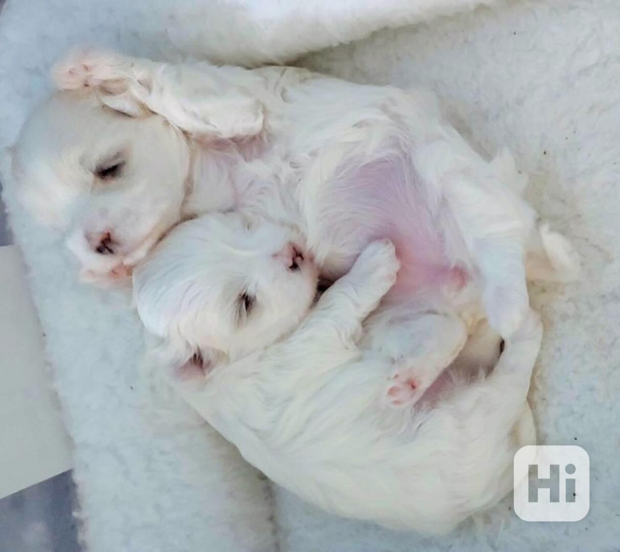 ADORABLE SMALL BREED PUPPIES FOR NEW HOMES  - foto 1