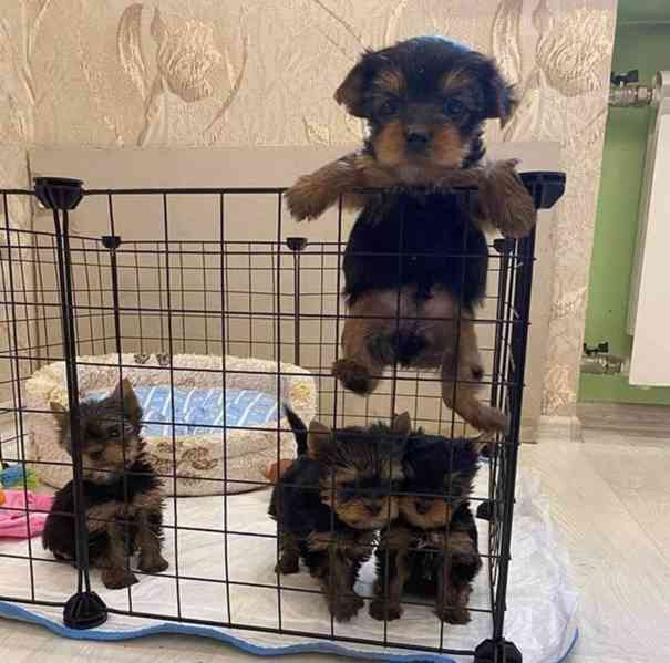 ADORABLE SMALL BREED PUPPIES FOR NEW HOMES  - foto 3