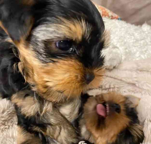 ADORABLE SMALL BREED PUPPIES FOR NEW HOMES  - foto 5