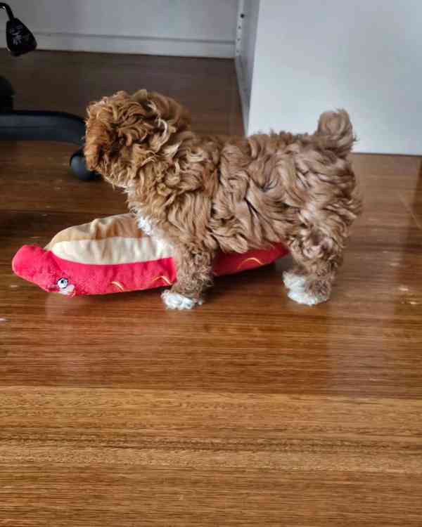 ADORABLE SMALL BREED PUPPIES FOR NEW HOMES  - foto 8