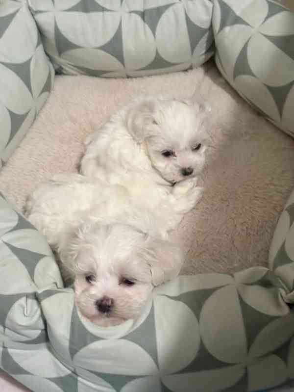 ADORABLE SMALL BREED PUPPIES FOR NEW HOMES  - foto 2