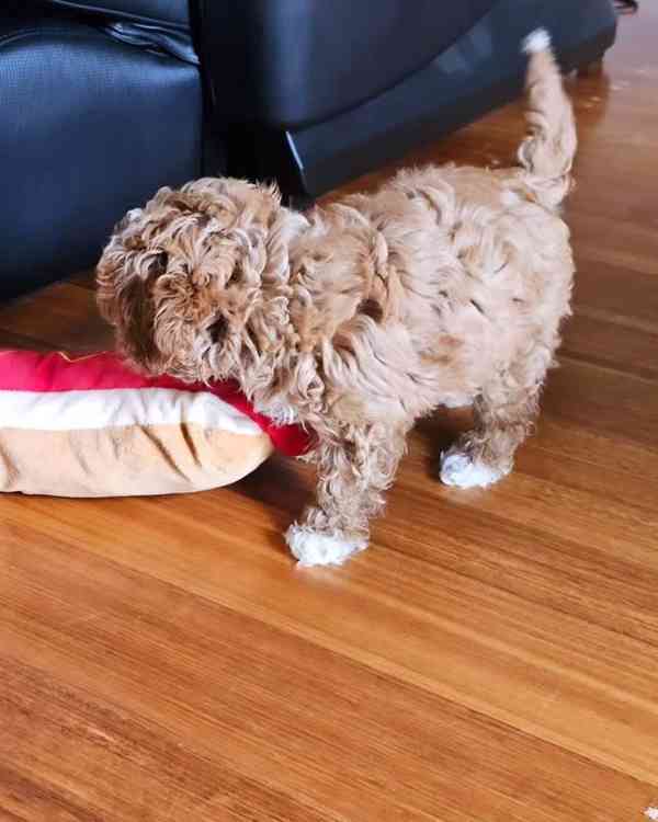 ADORABLE SMALL BREED PUPPIES FOR NEW HOMES  - foto 9