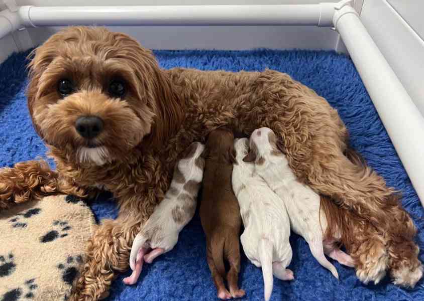 ADORABLE SMALL BREED PUPPIES FOR NEW HOMES  - foto 7