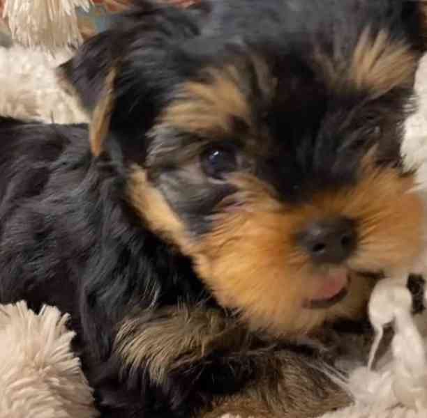 ADORABLE SMALL BREED PUPPIES FOR NEW HOMES  - foto 4