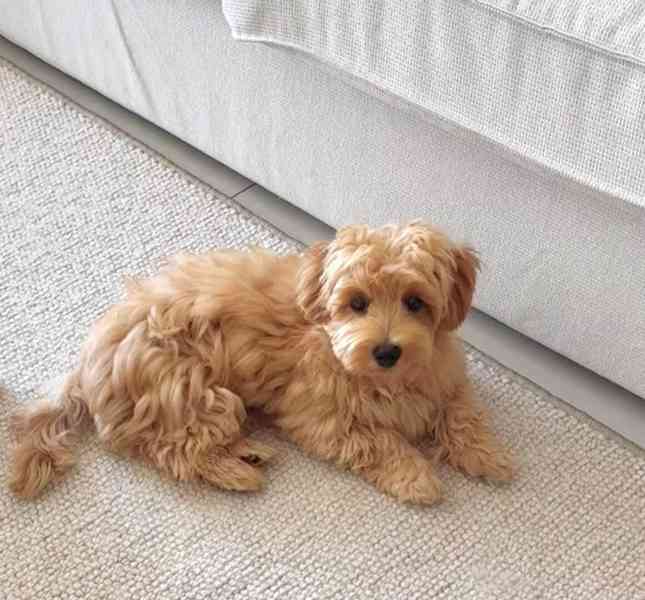 ADORABLE SMALL BREED PUPPIES FOR NEW HOMES  - foto 6