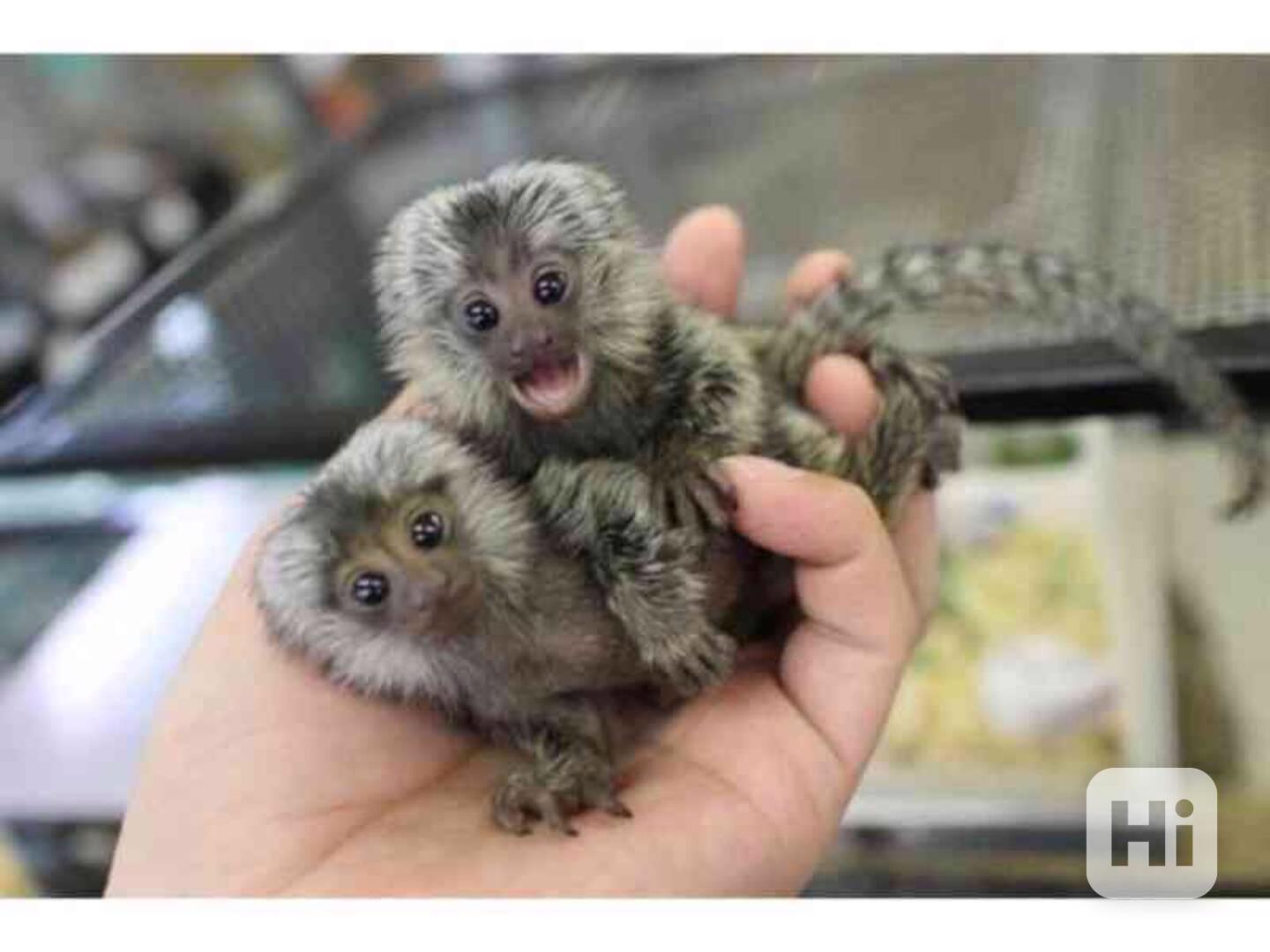 roztomilé opice marmoset k adopci - foto 1