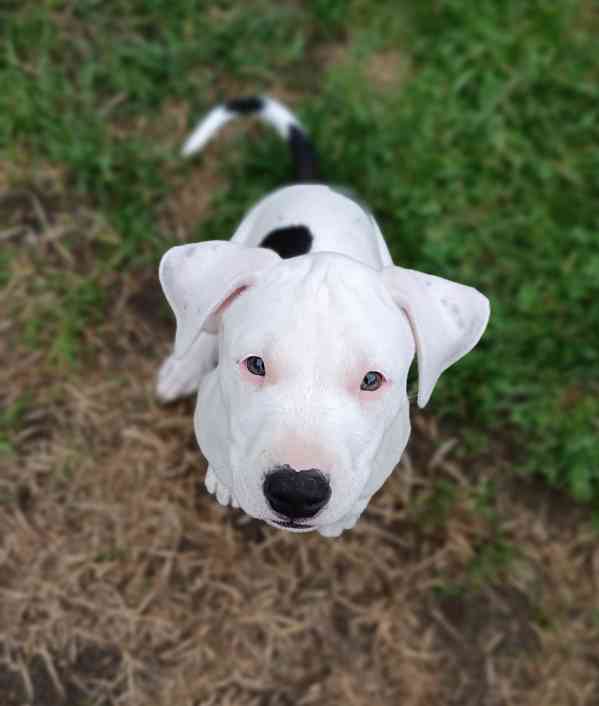 Americký pitbulteriér  - foto 4
