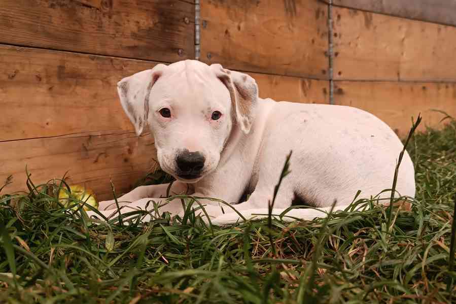 Americký pitbulteriér  - foto 5