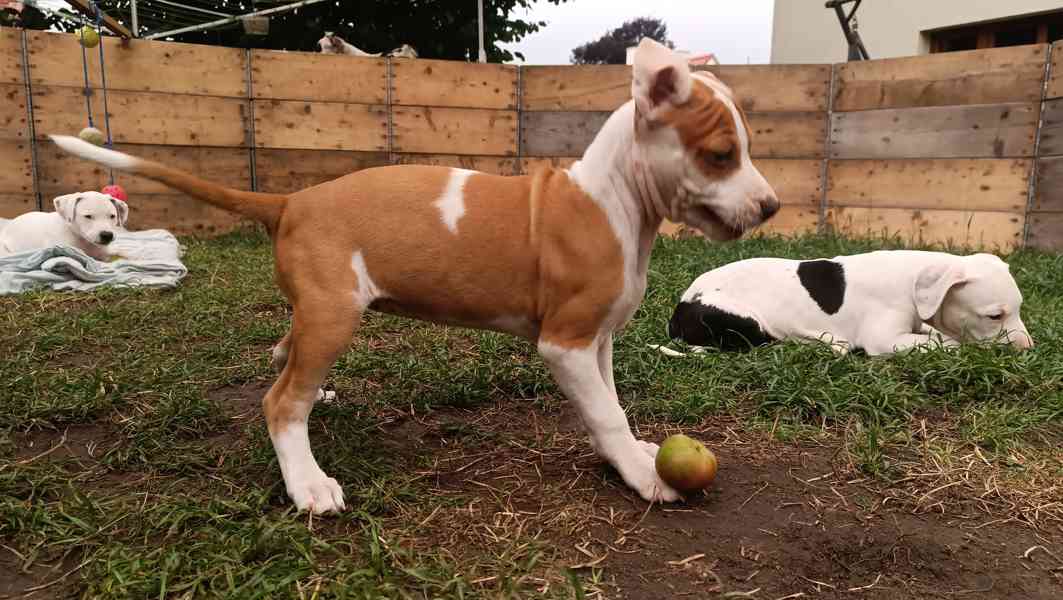 Americký pitbulteriér  - foto 2