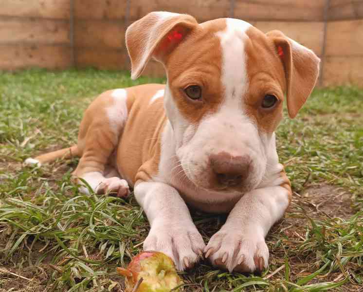 Americký pitbulteriér  - foto 3