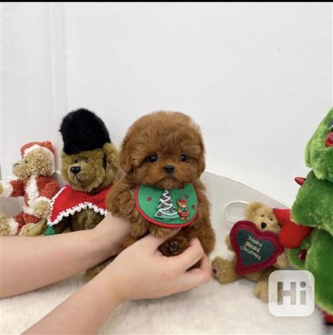 Štěňata pudla připravená na nový domov - foto 1