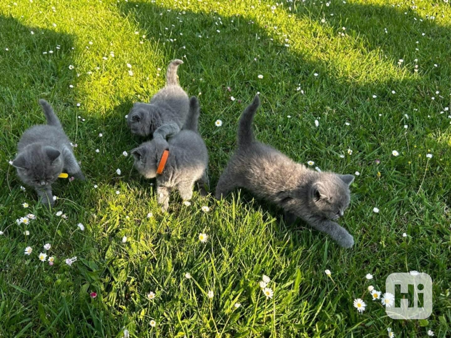BHK Britská krátkosrstá koťata - foto 1