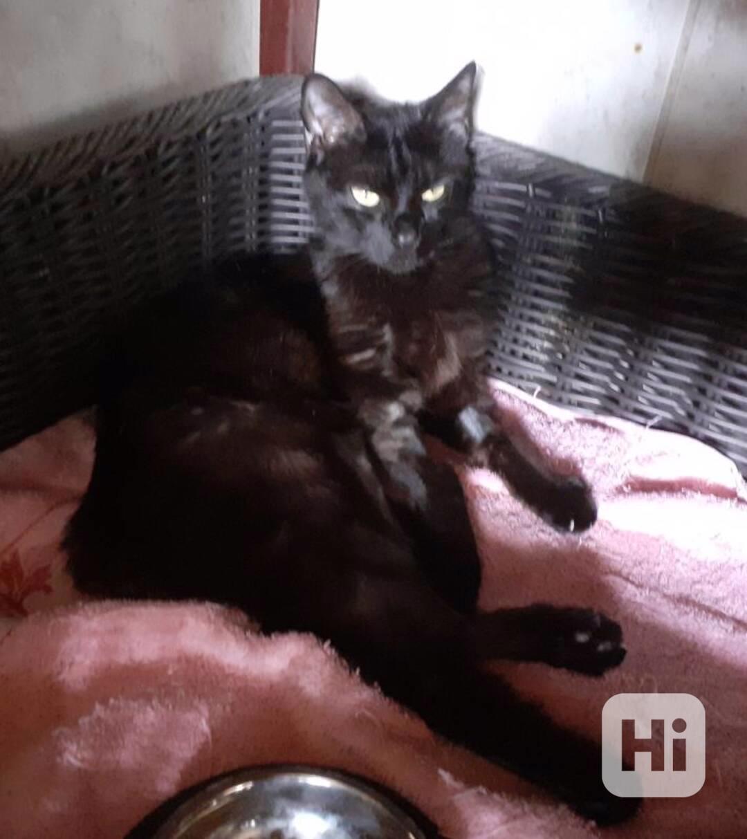 Hodná domácí černá 1roční kočička Marusja Majoránka - foto 1