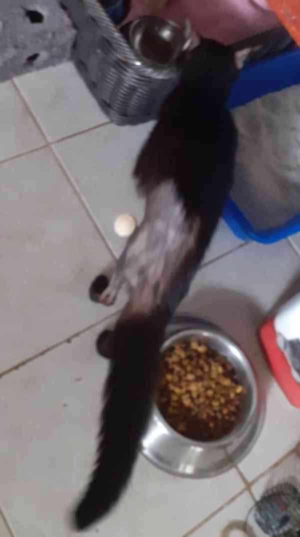 Hodná domácí černá 1roční kočička Marusja Majoránka - foto 4