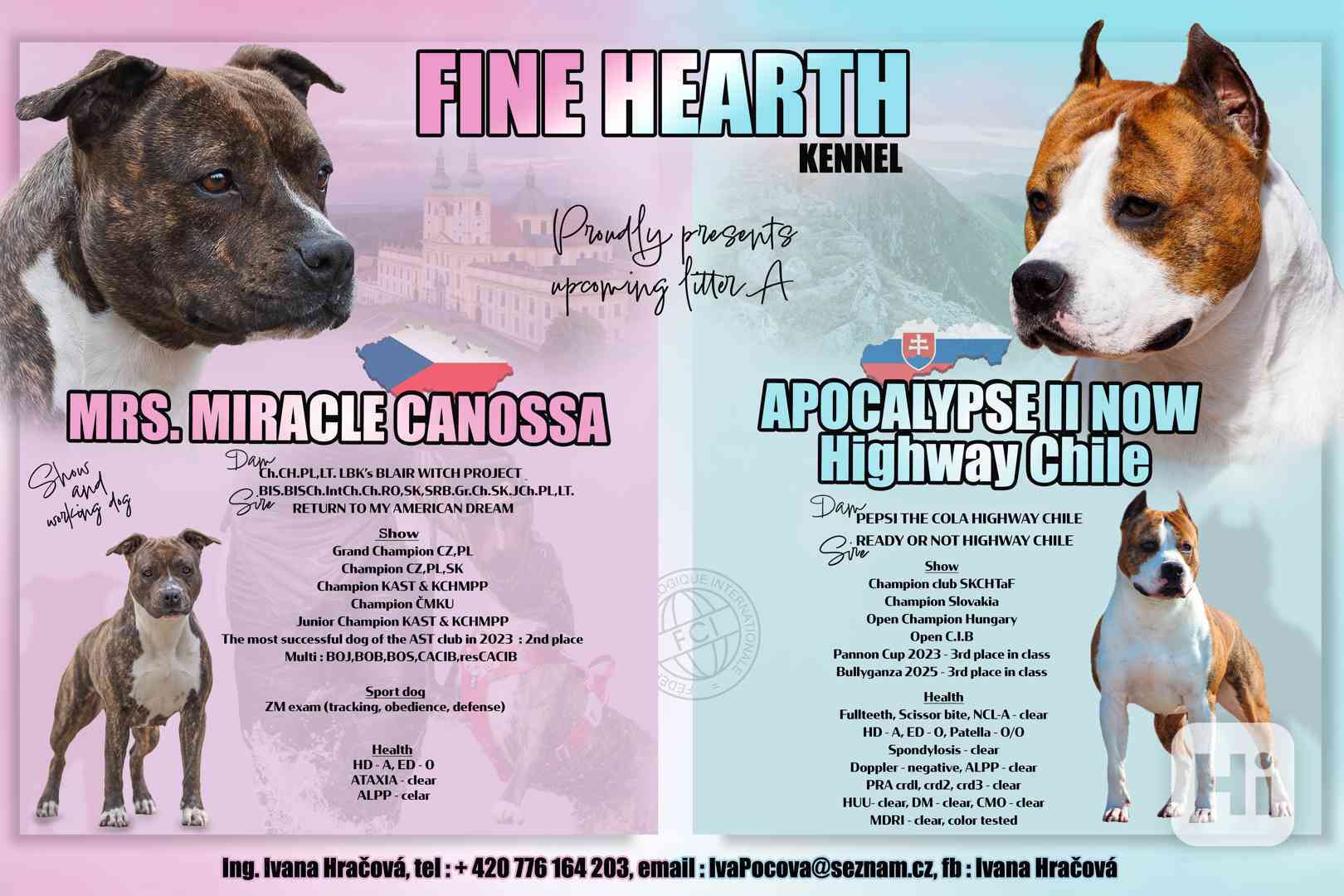 Americký stafordšírský teriér  - štěňátka s PP - foto 1