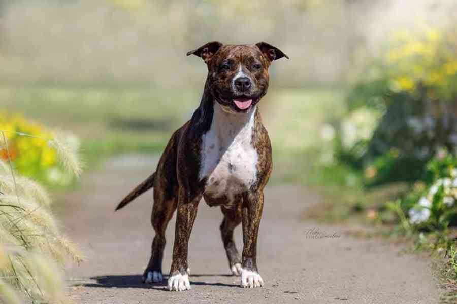 Americký stafordšírský teriér  - štěňátka s PP - foto 4