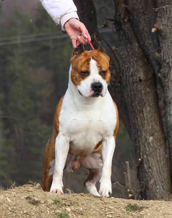 Americký stafordšírský teriér  - štěňátka s PP - foto 5