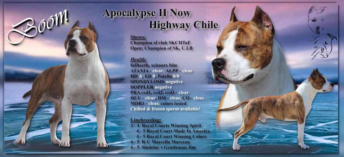 Americký stafordšírský teriér  - štěňátka s PP - foto 3