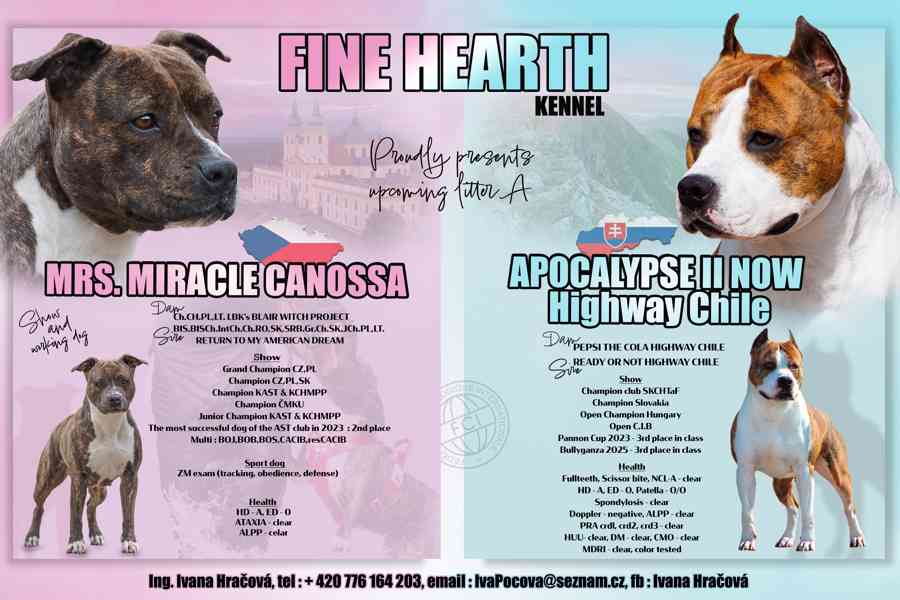 Americký stafordšírský teriér  - štěňátka s PP