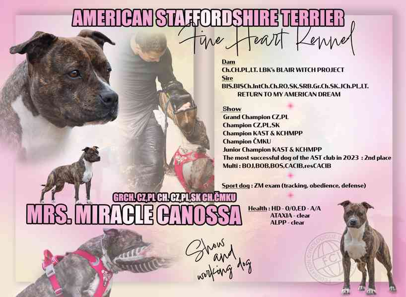 Americký stafordšírský teriér  - štěňátka s PP - foto 2
