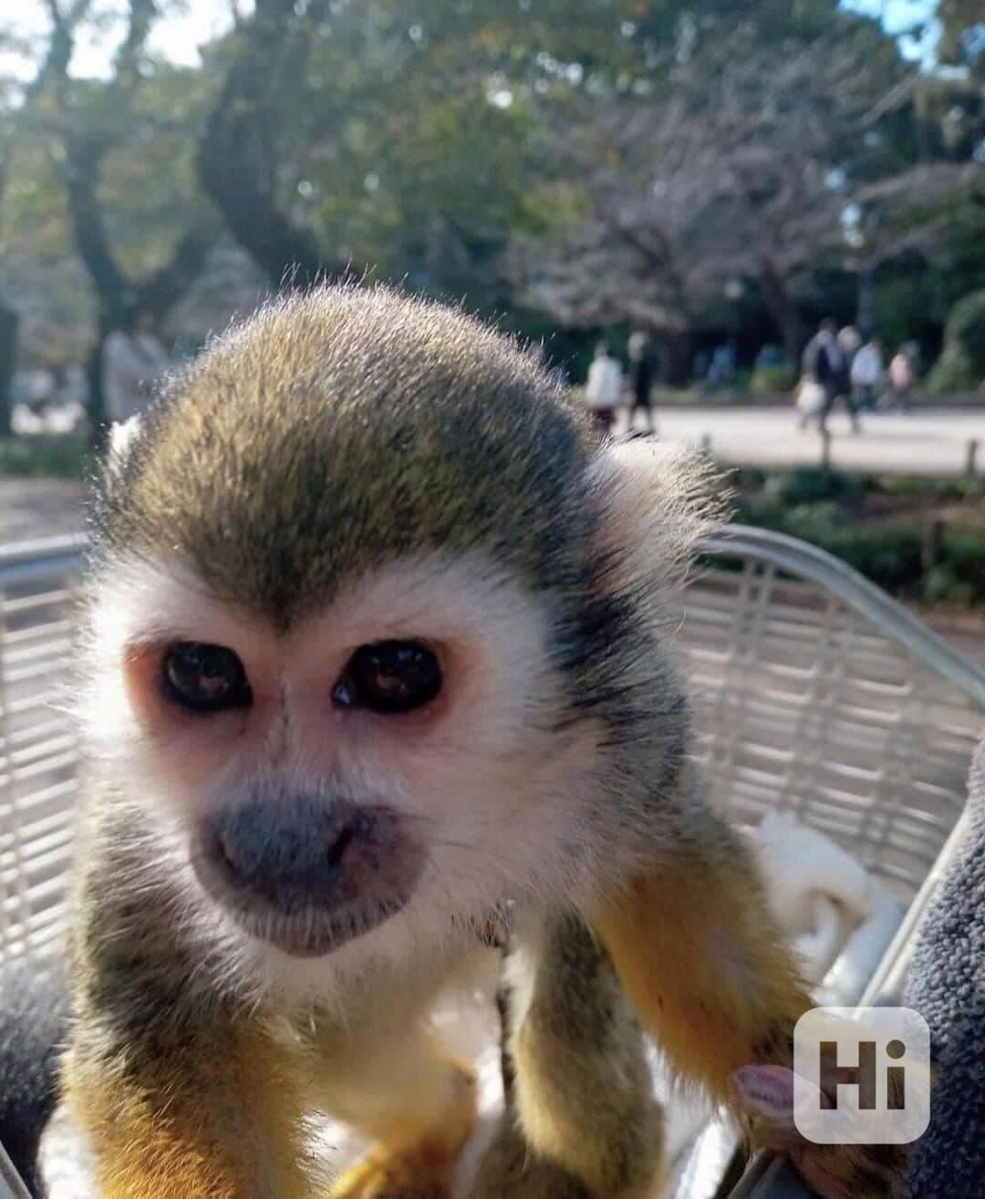 Veverčí opice k adopci - foto 1