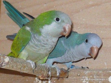 Prodám papoušky ochočené Mníšek šedý(středně velký papoušek) - foto 1