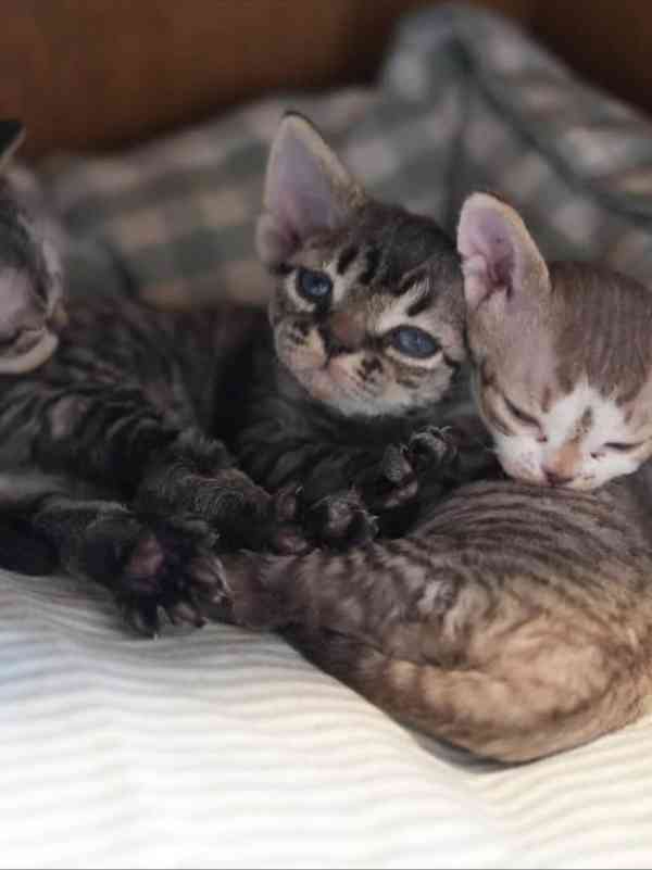 ✨ Kotě plemene Devon Rex