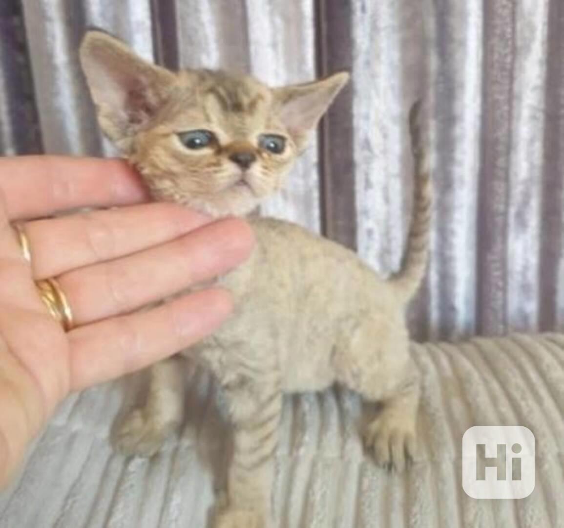 Koťátka Devon Rex - foto 1