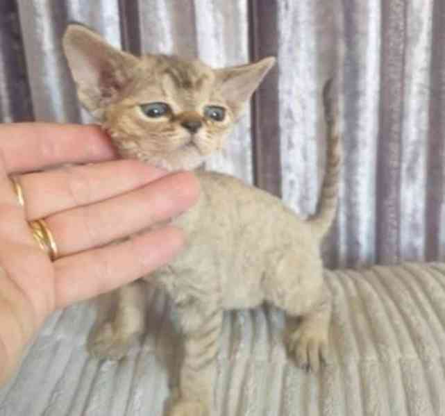 Koťátka Devon Rex - foto 1