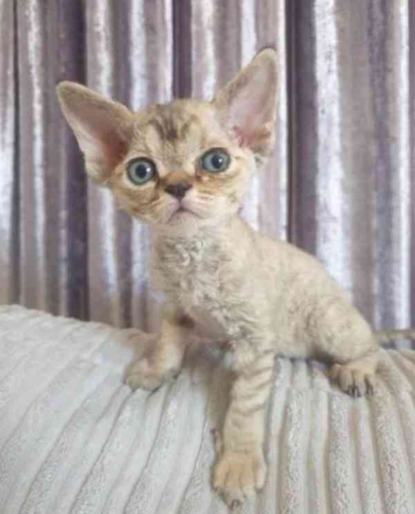 Koťátka Devon Rex - foto 2